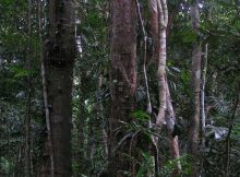অতিবৃষ্টি অরণ্য