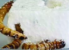 জোফোবাস মোরিও