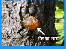 রেচন