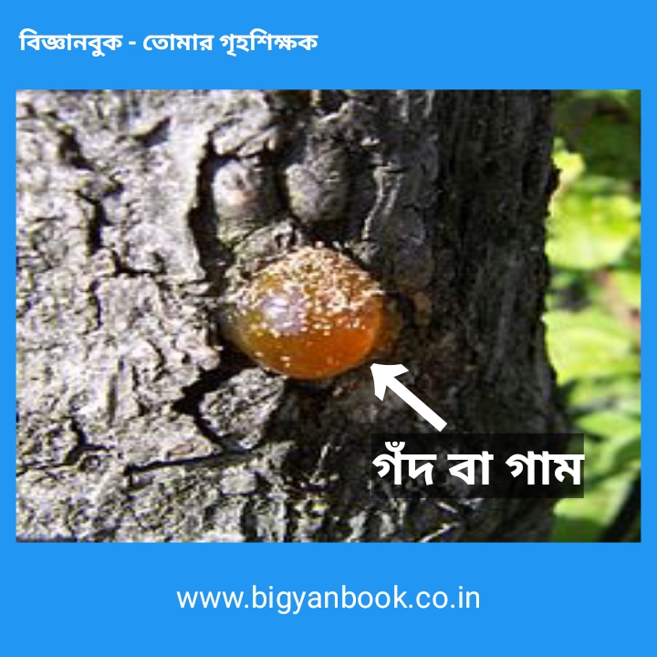 রেচন