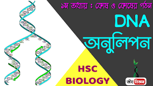 ডিএনএ অনুলিপন