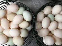 ডিম