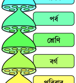 বর্গ (জীববিদ্যা)