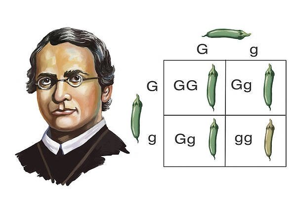 মেন্ডেলীয় বংশগতি